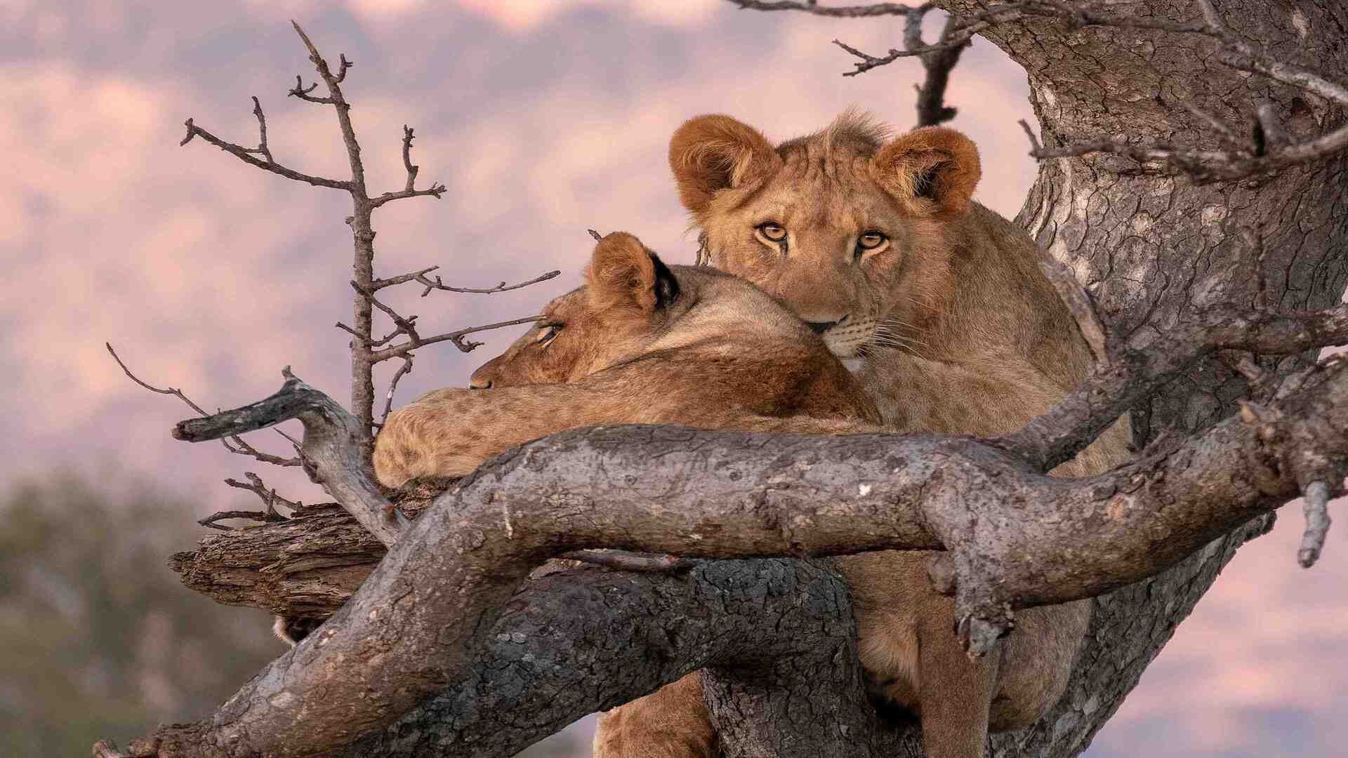 Classic East Africa