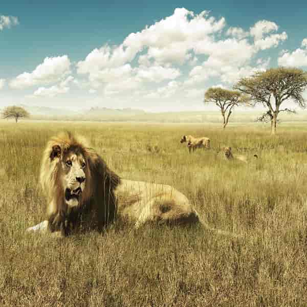 Discover South Africa and Dubai