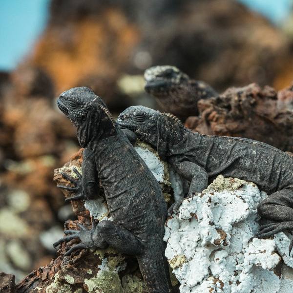Educational Trip to Ecuador and Galapagos