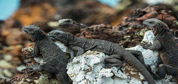 Educational Trip to Ecuador and Galapagos