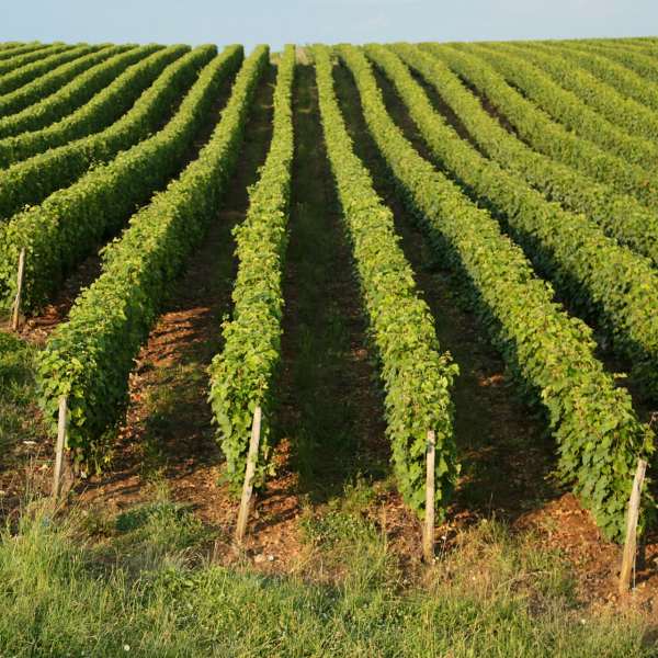 Wine & Culinary tour of Chile and Argentina