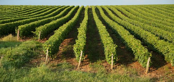 Wine & Culinary tour of Chile and Argentina