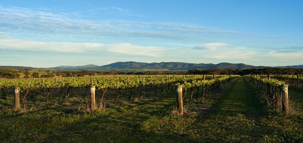 Wine and Culinary Tour of Australia
