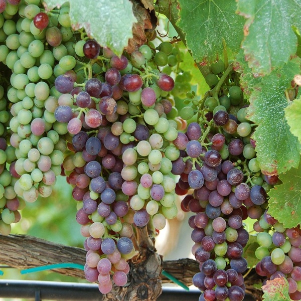 Wine and Culinary Tour of Spain