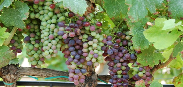 Wine and Culinary Tour of Spain