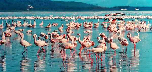 Picturesque Solo Kenya Tour