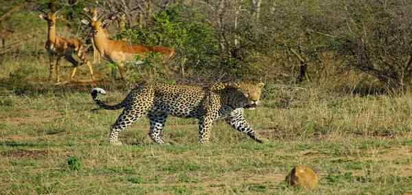 Best of South Africa