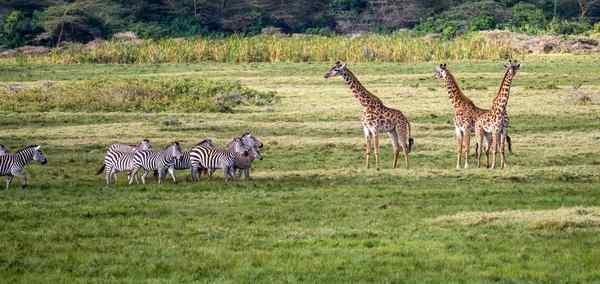 Best of Tanzania