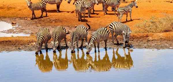 Captivating Kenya