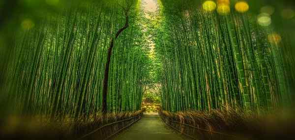 Classic Japan Starting Kyoto