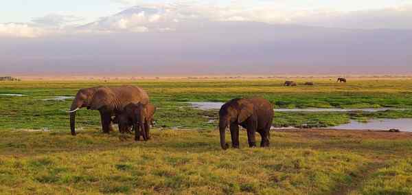 Classic Kenya Safari