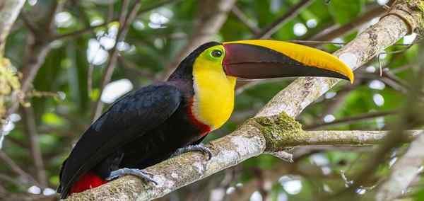 Colorful Costa Rica