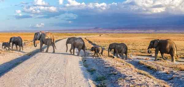 Enchanting Kenya Safari and Coastal Escape