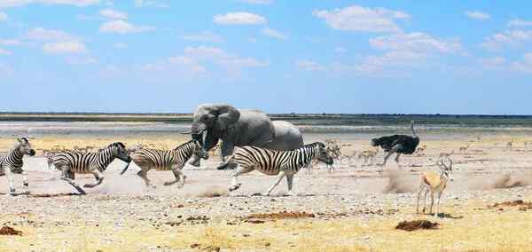 Epic Namibia Wildlife Chobe and Vic Falls