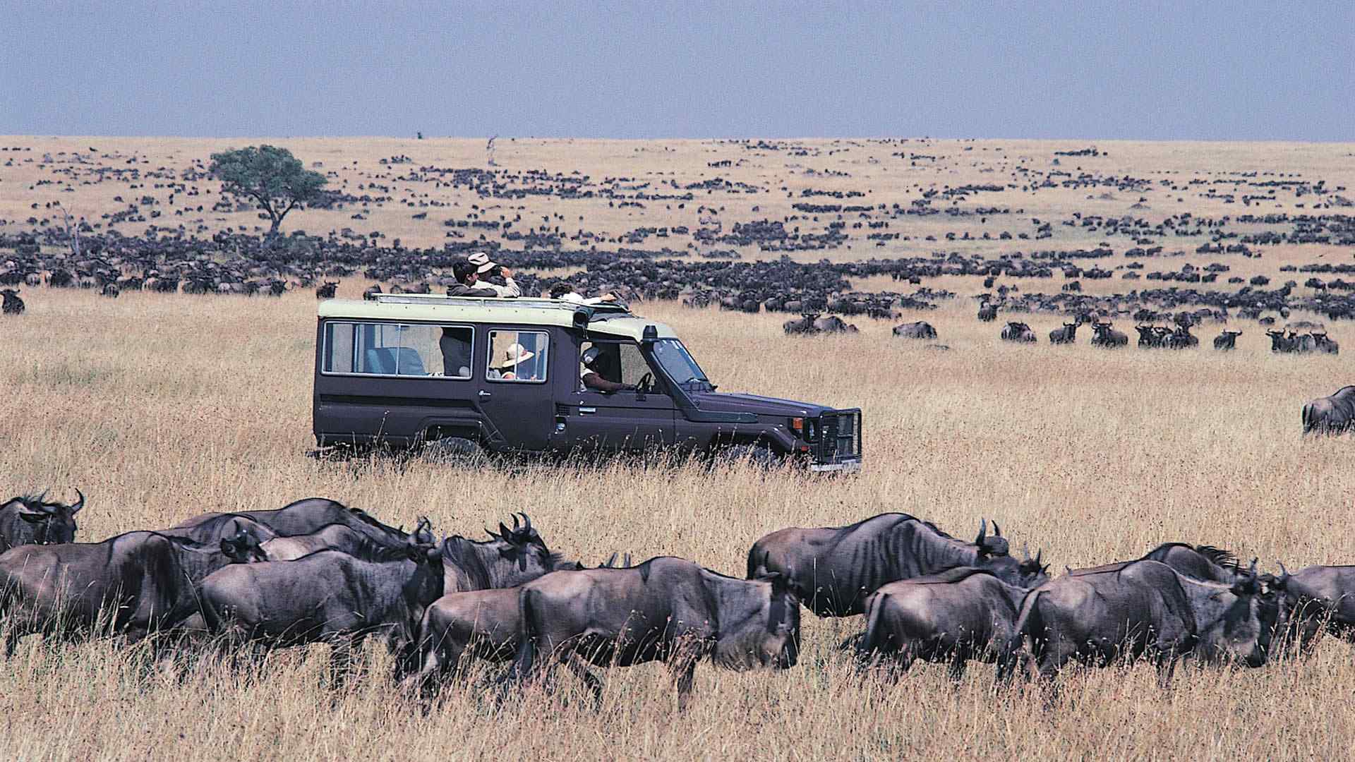 Essential Kenya Safari