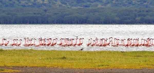 Essential Tanzania