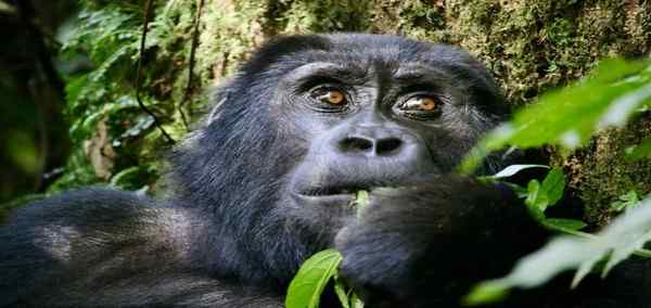 Glimpse of Gorillas