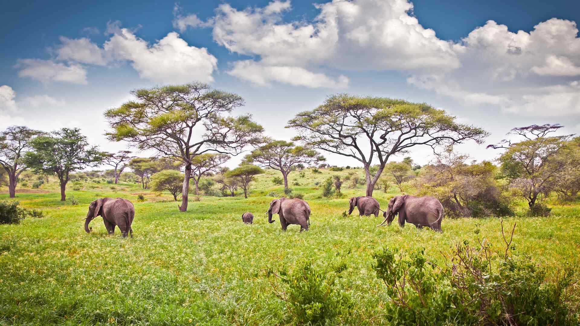 Picturesque Solo Tanzania Tour