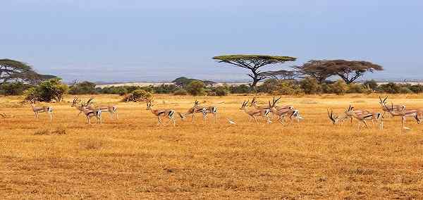 Kenyan Highlands and Plains Safari