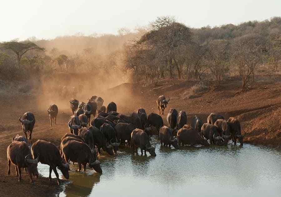 South Africa