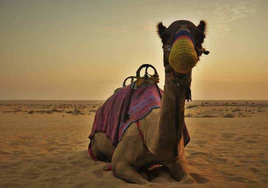 Camel