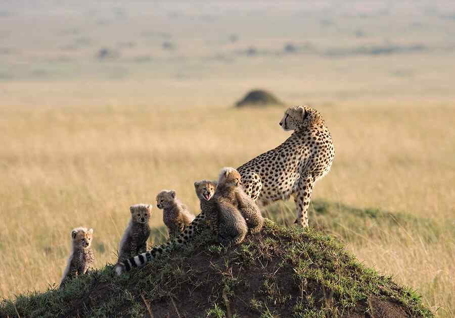 East Africa Explorer