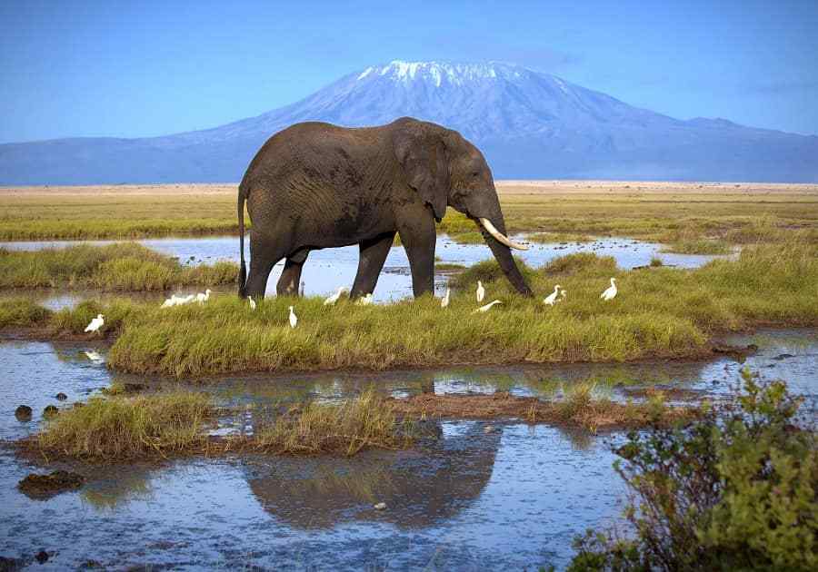 safari