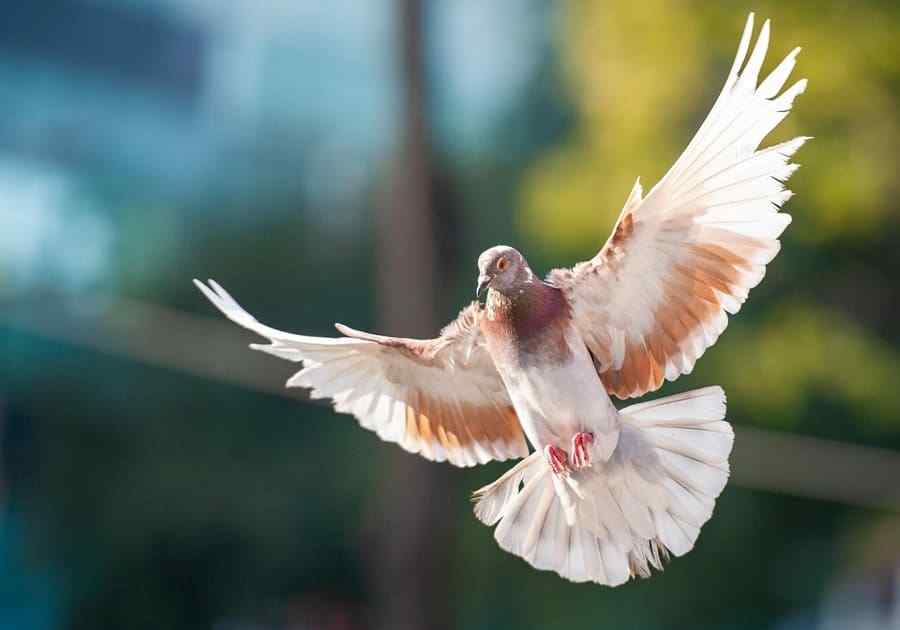 Dove bird