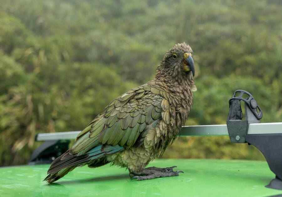 A kea parrot perched on a green car roof rack