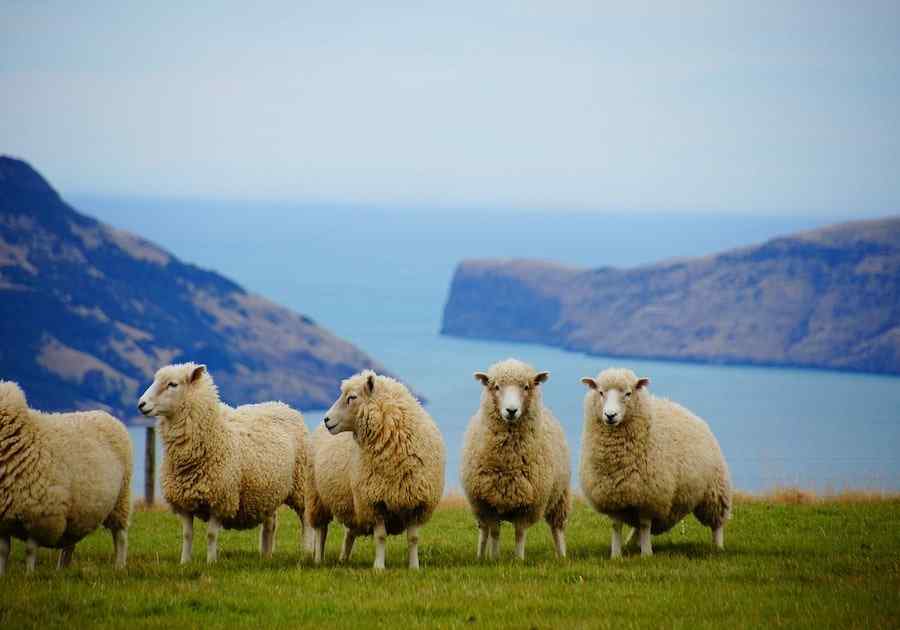 .Sheep