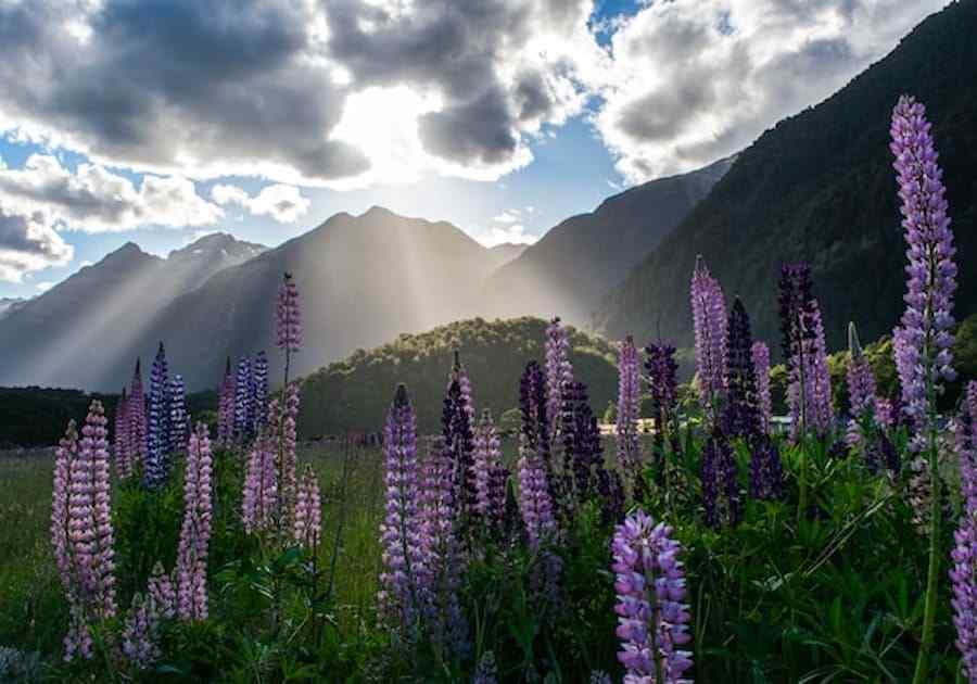Milford Sound - Flowers