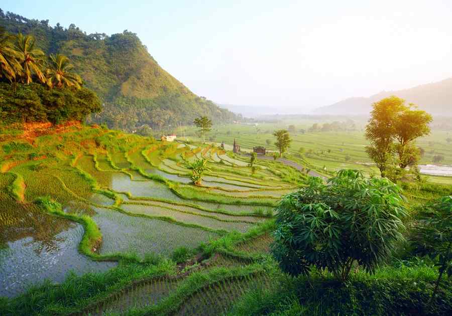 Splendors of Bali