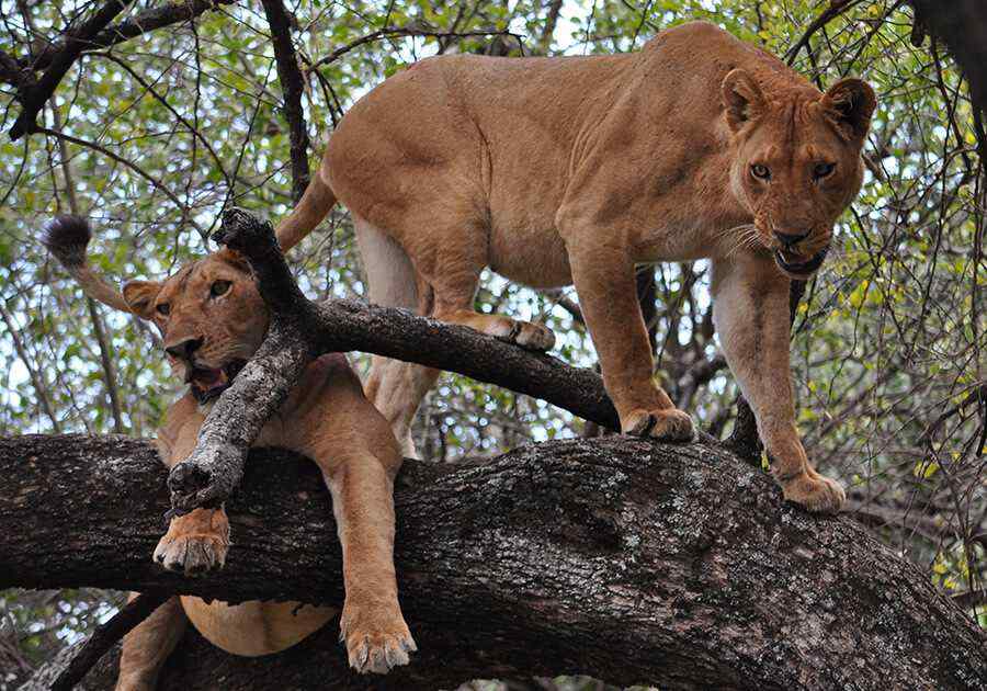 Classic Tanzania Safari
