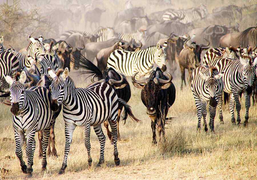 Classic Tanzania Safari