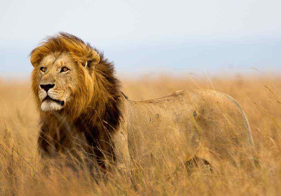 Classic Tanzania Safari