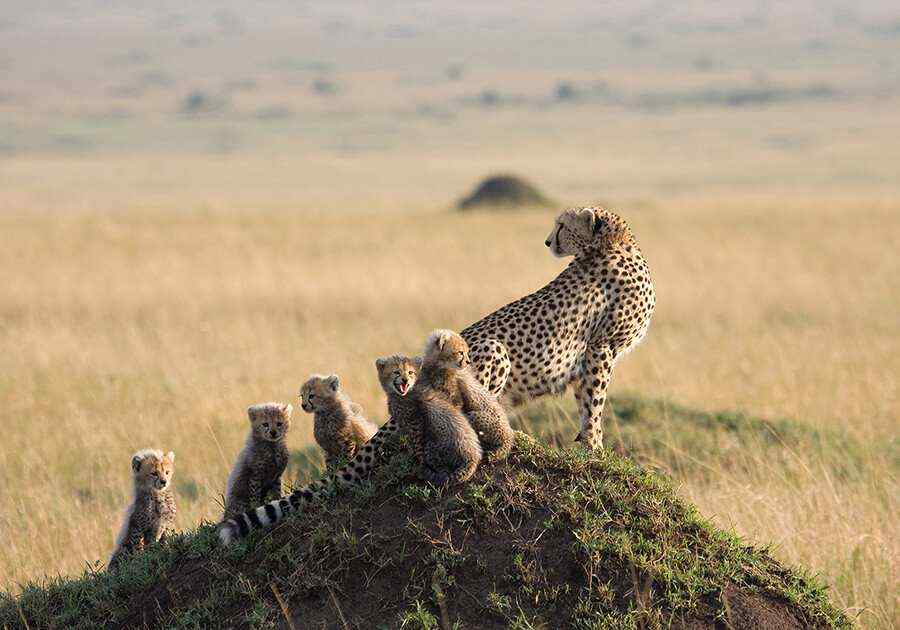 Classic Tanzania Safari
