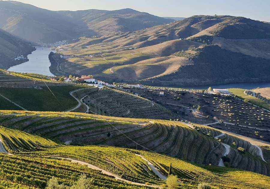 Douro Vineyard