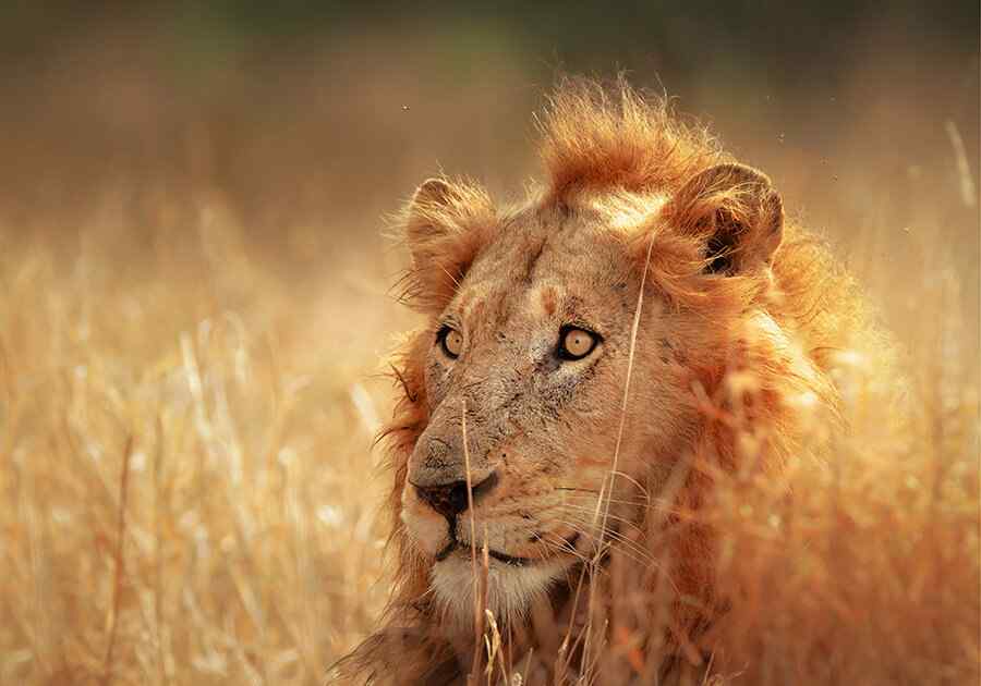 Discover South Africa & Victoria Falls Ex USA