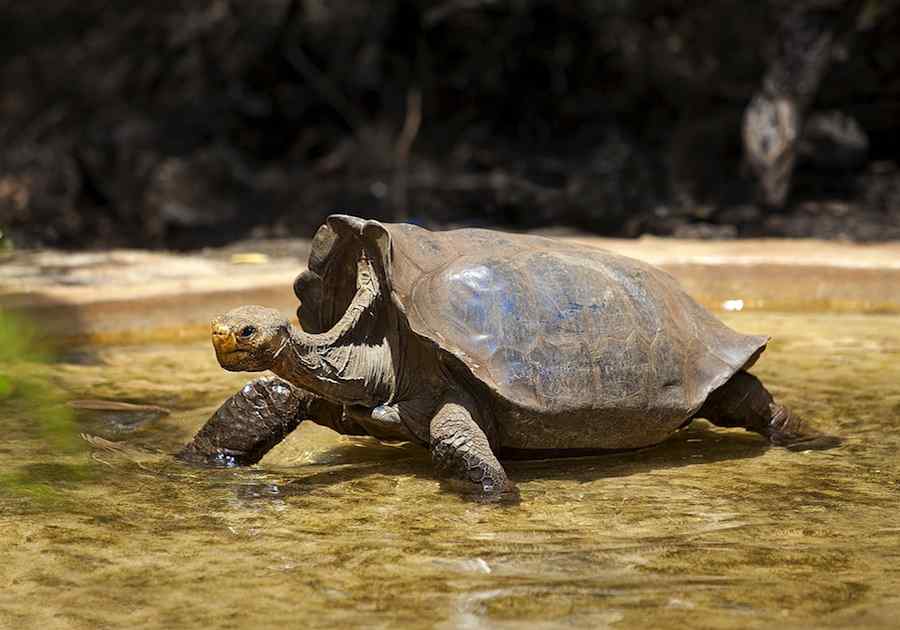 Highlights of Quito & Galapagos Cruise 1