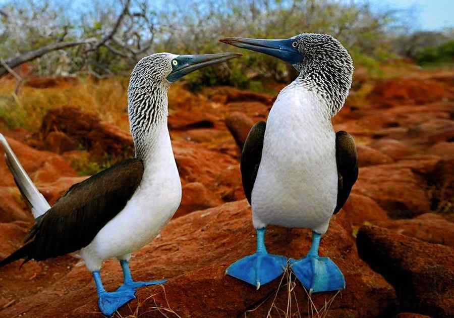 Highlights of Quito & Galapagos Cruise 6