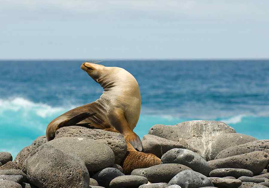 galapagos islands