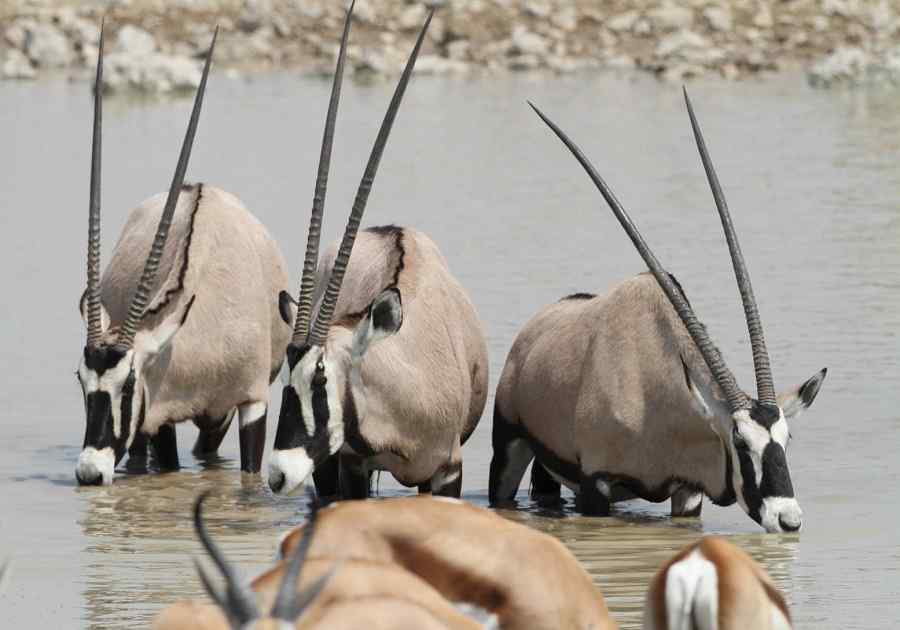 Antelope