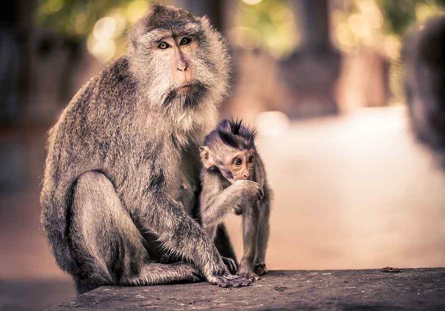 Beautiful Bali & Ubud