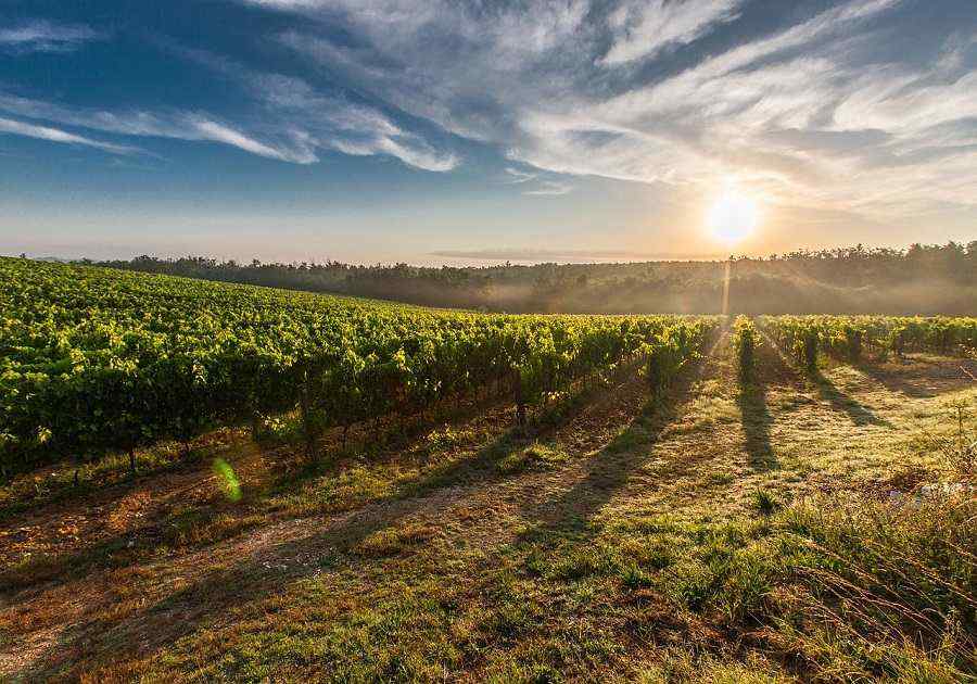 Tuscany Vineyard