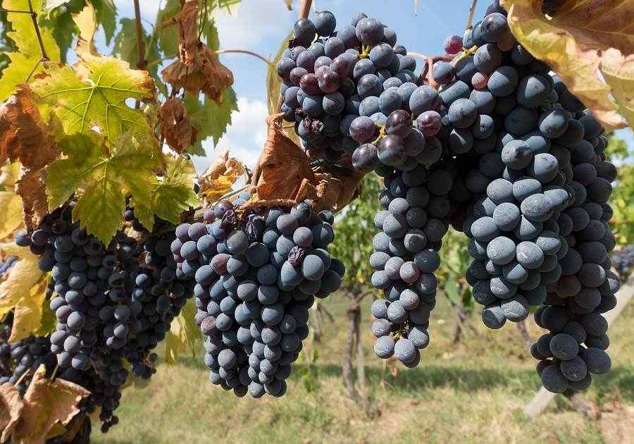Grapes