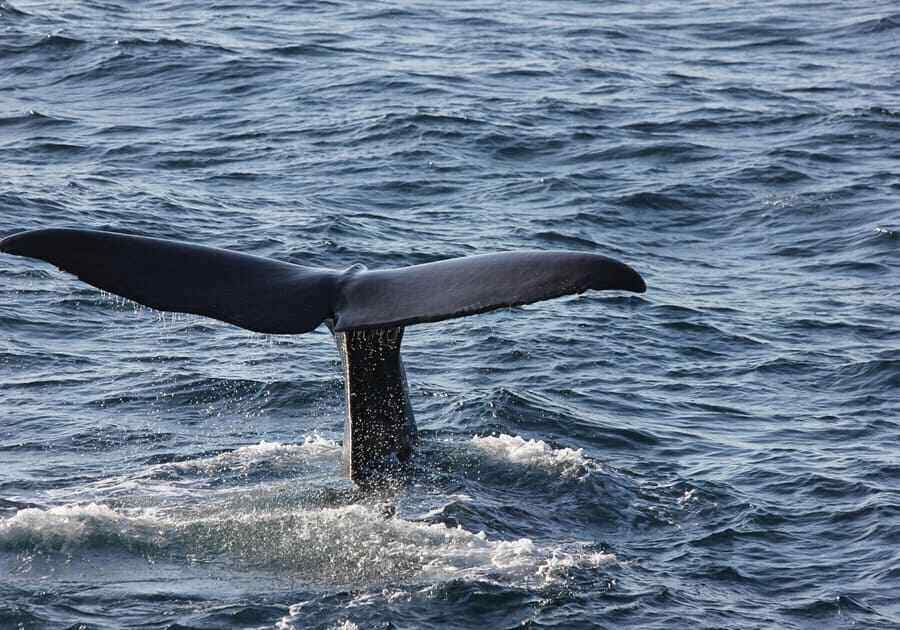 sperm whale