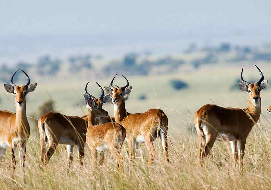 Classic Kenya Safari Ex USA