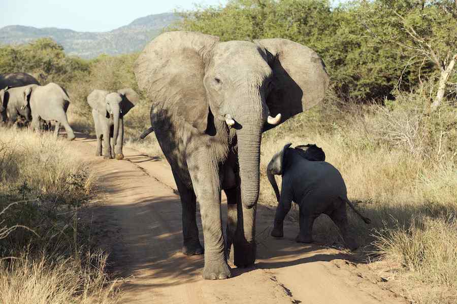 Best of South Africa