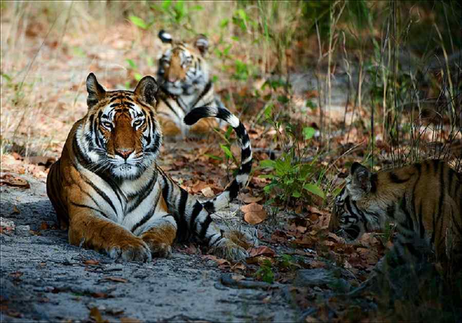 Tigers