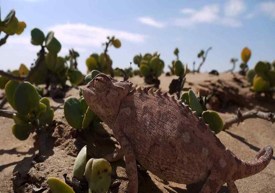 Picturesque Solo Namibia Tour